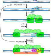 Role of HR23B in nucleotide excision repair (NER).