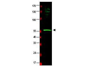 Anti-HR23B Antibody - Western Blot