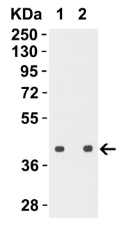 Western Blot Validation with H5N1 HA