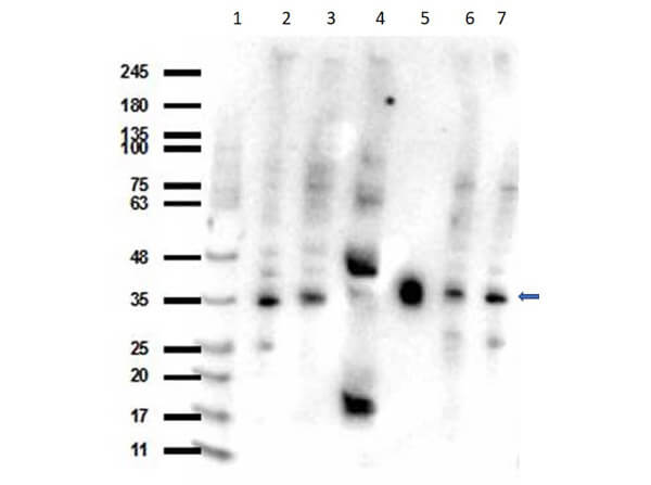 Western Blot of Goat anti-PDL-1 antibody