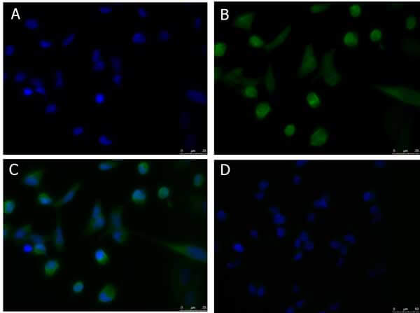 Immunofluorescence Microscopy of Goat anti-PDL1 antibody
