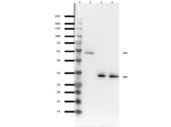 Western Blot of Goat Anti-VDAC/Porin Antibody