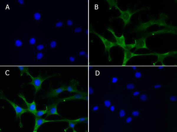Immunofluorescence Microscopy of Goat anti-Aldh1l1 antibody.