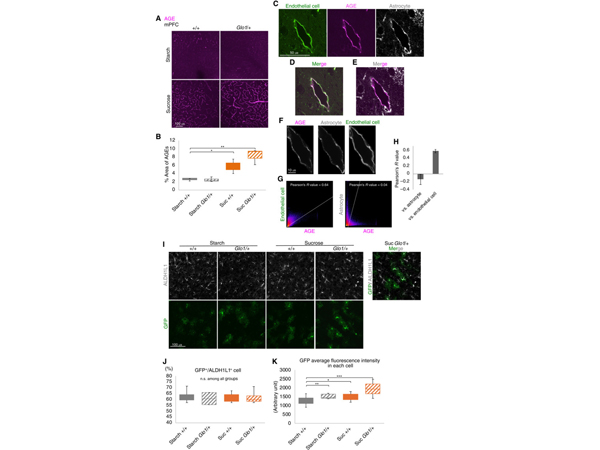 Immunohistochemistry using Aldh1l1