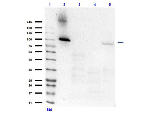 Western Blot of Goat Anti-Aldh1l1 Antibody.