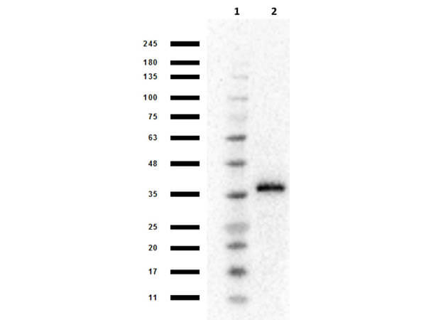 Western Blot of Goat Anti-Mash1/Ascl1 Antibody