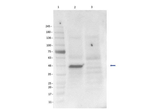 Western Blot of Goat Anti-Brn3b Antibody