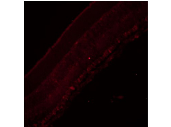 Immunofluorescence of Goat Anti-Brn3b Antibody