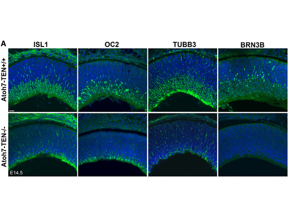 Immunofluorescence using Brn3b