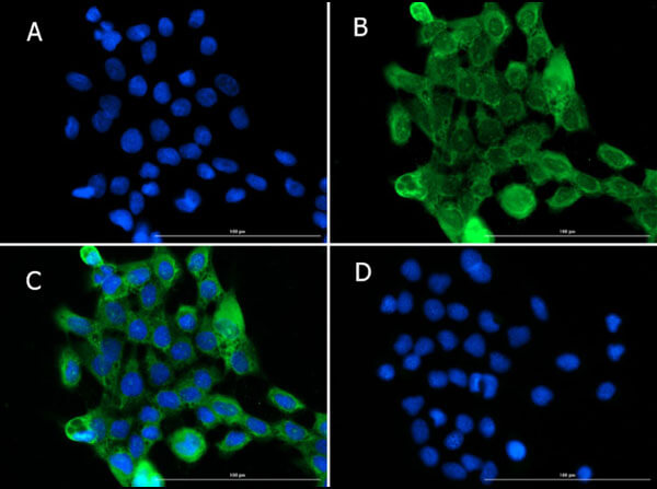 Immunofluorescence of Goat Anti-PIK3R3 Antibody