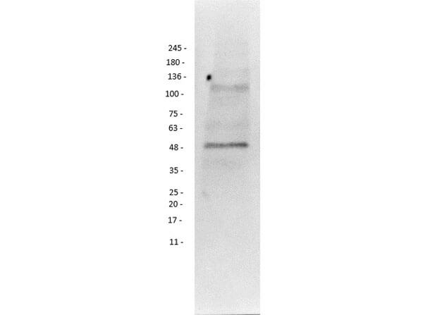 Western Blot of Anti-PIK3R3 Antibody