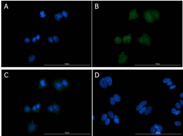 Immunofluorescence of Goat Anti-EEF1A2 Antibody