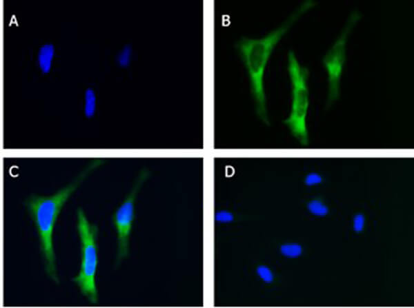 Immunofluorescence of Goat Anti-EIF2A Antibody