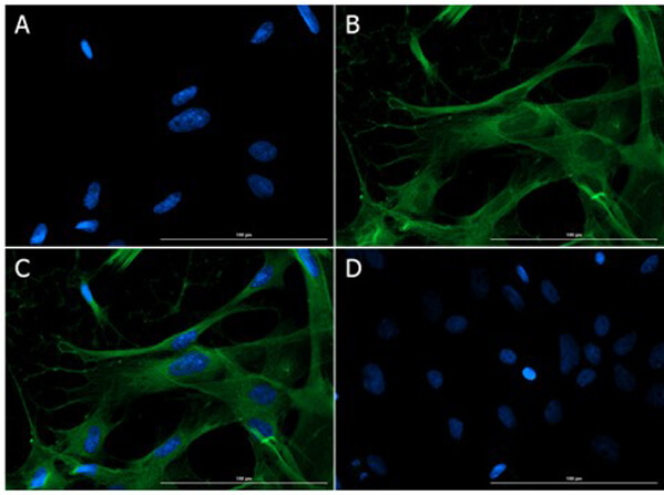 Immunofluorescence of Goat Anti-Eaat2 Antibody