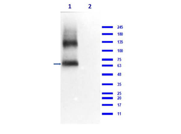 Western Blot of Goat anti-Eaat2 Antibody