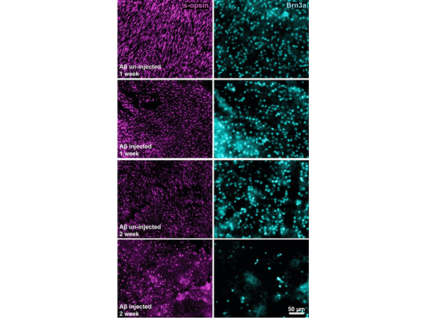 Immunofluorescence using S Opsin