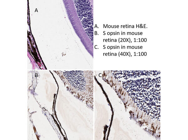 Immunohistochemistry of Goat Anti-S Opsin Antibody