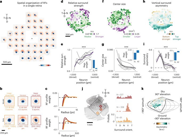 Immunohistochemistry using S Opsin