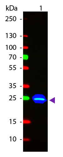 WB - GFP Antibody Fluorescein Conjugated Pre-adsorbed
