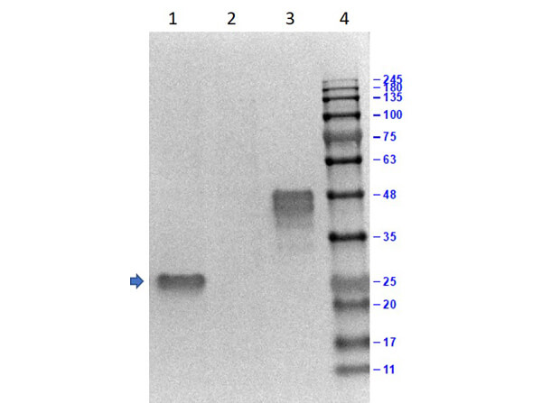 Western Blot Results of Goat Anti-GST Antibody Peroxidase Conjugated