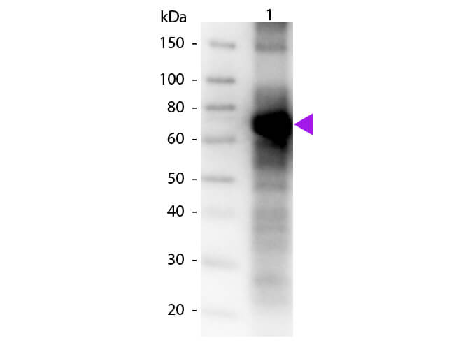 WB - Fluorescein Antibody Biotin Conjugated