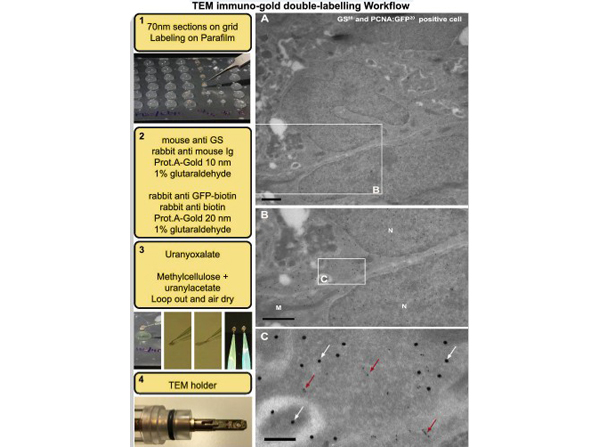 TEM immuno-gold double-labelling using Biotin GFP