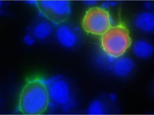 Immunofluorescence of Goat anti-biotin DyLight 488 antibody.