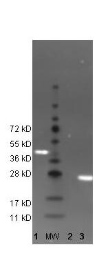 DyLight™ 488 Anti-GFP Antibody-Western Blot