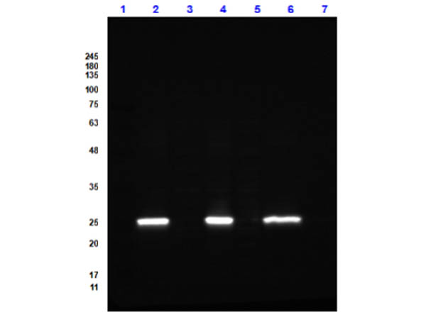 GFP Antibody Dylight™ 488 Conjugated Pre-Adsorbed