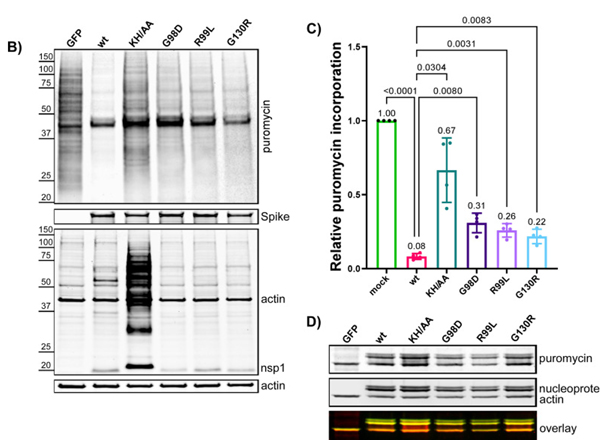 Western Blot using Anti-GFP (GOAT) Antibody DyLight™ 800