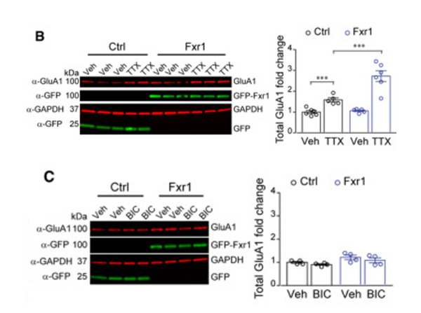 Western Blot using GFP