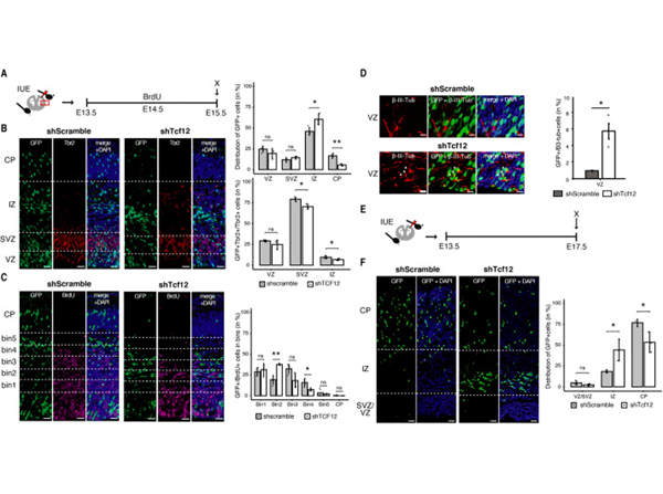 Immunofluorescence using GFP