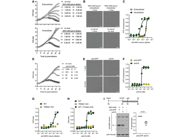 Western Blot using GFP