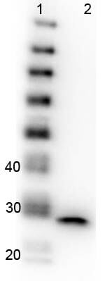 Western Blot of GFP