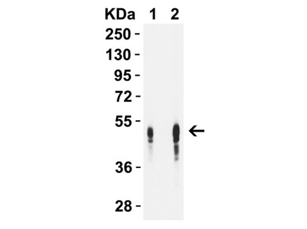 Western Blot of DC-SIGN