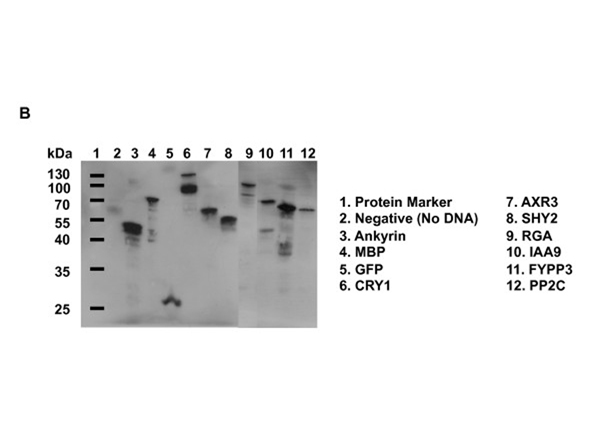 Western Blot using GFP HRP