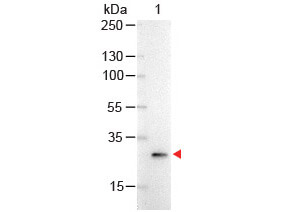 GFP Antibody Alkaline Phosphatase Conjugated Western Blot