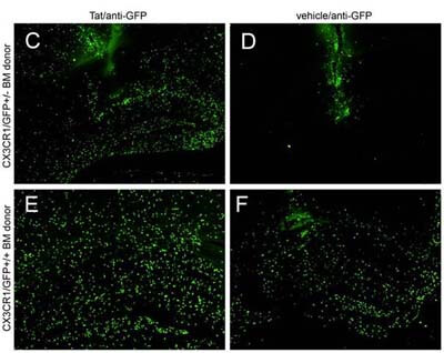 Biotin Mouse Anti GFP Antibody - IHC