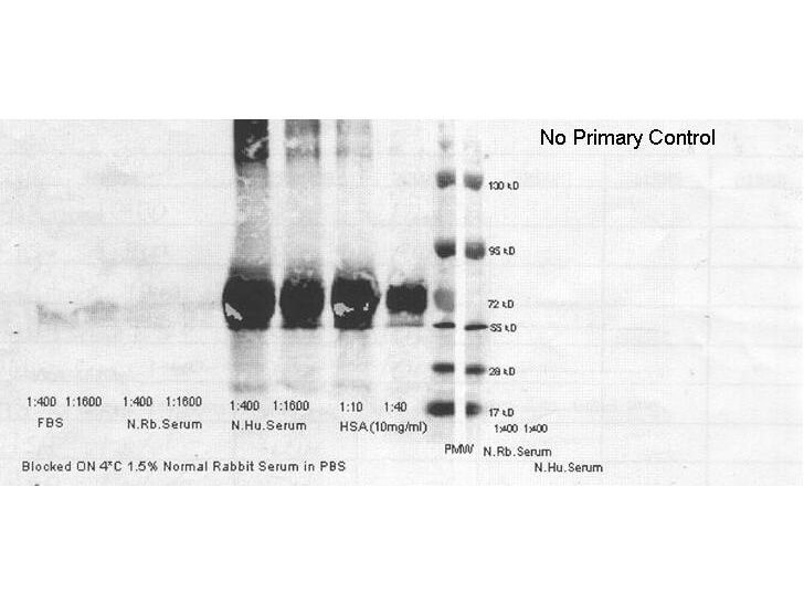 Anti human serum albumin antibody-Western blot