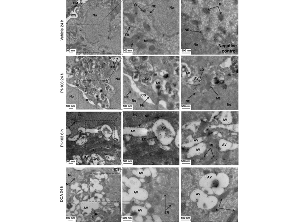 IEM using Biotin