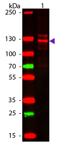 WB - COLLAGEN Type I Antibody