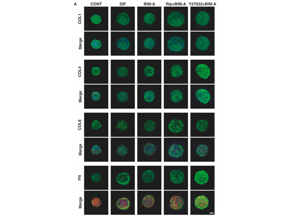 Immunofluorescence using Collagen Type I