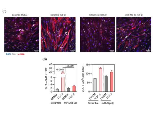 Immunofluorescence of Rabbit Anti-Collagen Type I Antibody