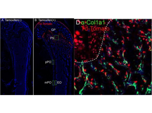 Immunofluorescence using Collagen Type I