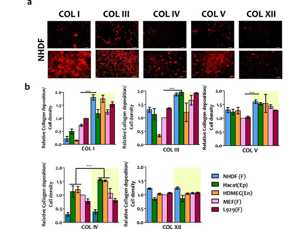 Immunofluorescence using Collagen Type I