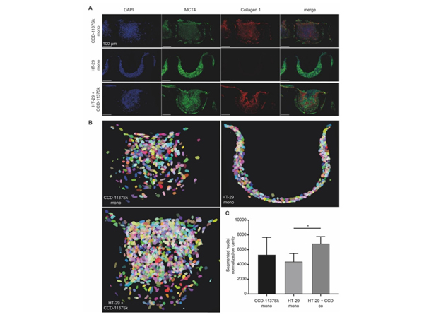 Immunofluorescence using Collagen Type I
