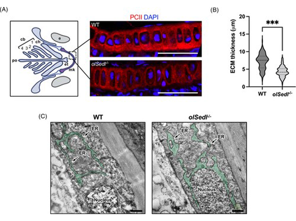 Immunofluorescence using Collagen Type II
