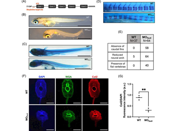 Immunofluorescence using Collagen Type II