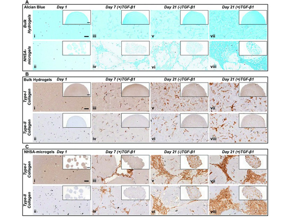 Immunohistochemistry using Collagen Type II