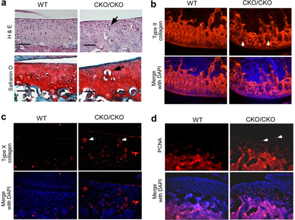 Immunofluorescence using Collagen Type II